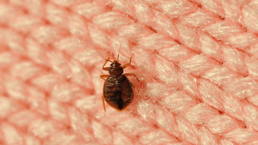 Bed bugs elimination service Bed bugs treatment Bed bugs removal service