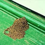 Termite dust when termites consume on wooden planks Pest control service Pest control company Termite control service Termite pest control Bed bugs elimination service Bed bugs treatment Bed bugs removal service Cockroach elimination service Disinfection misting service Mosquito fogging service