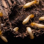 Pest control service Pest control company Termite control service Termite pest control Bed bugs elimination service Bed bugs treatment Bed bugs removal service Cockroach elimination service Disinfection misting service Mosquito fogging service active termites crawling in the soil