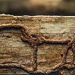 Pest control service Pest control company Termite control service Termite pest control Bed bugs elimination service Bed bugs treatment Bed bugs removal service Cockroach elimination service Disinfection misting service Mosquito fogging service Termite Trails formed during termite infestation on a wooden plank