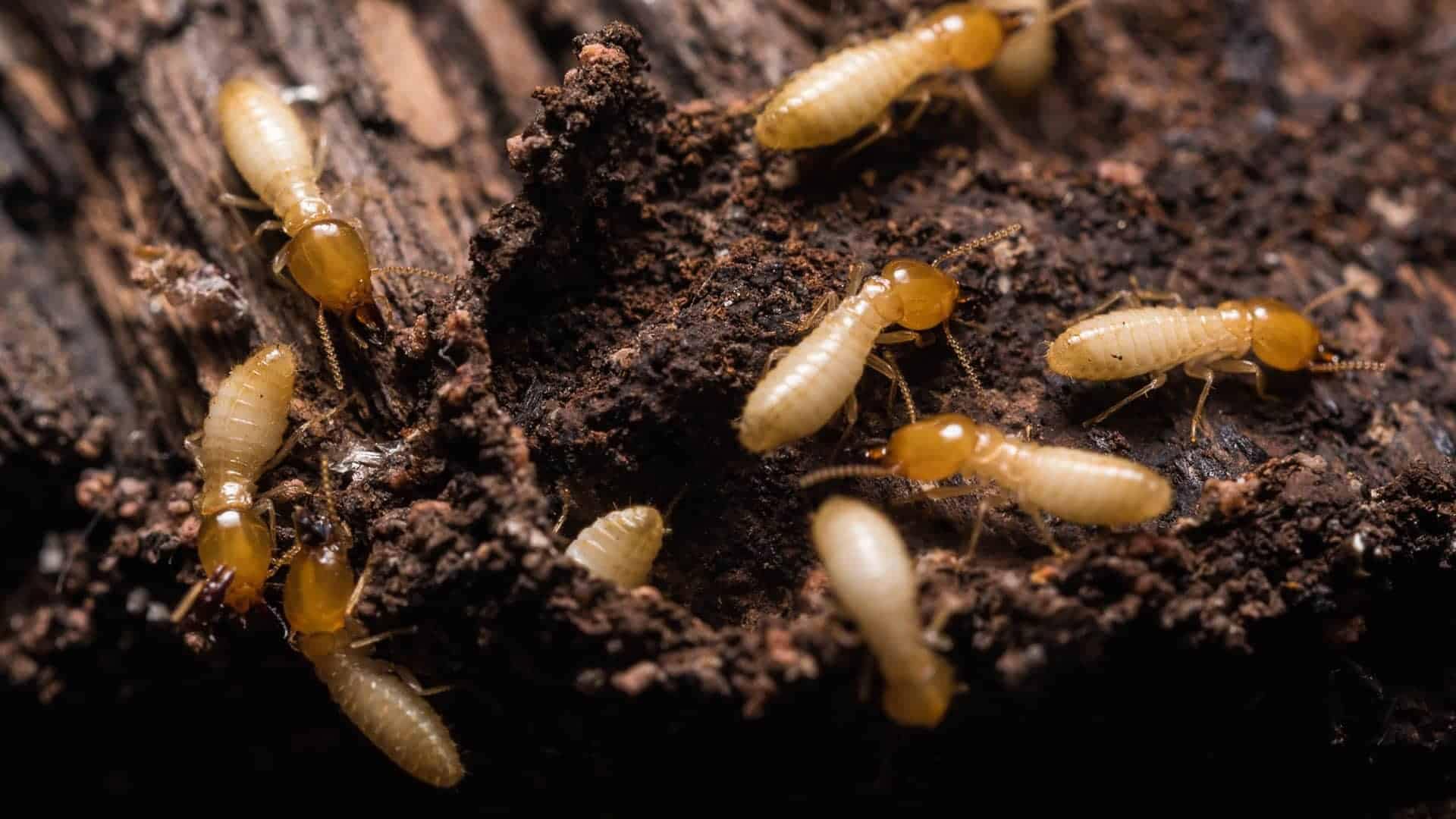 Pest control service Pest control company Termite control service Termite pest control Bed bugs elimination service Bed bugs treatment Bed bugs removal service Cockroach elimination service Disinfection misting service Mosquito fogging service active termites crawling in the soil
