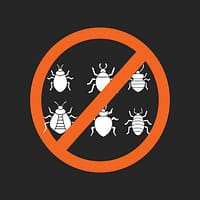 bed bugs NO Pest control service Pest control company Termite control service Termite pest control Bed bugs elimination service Bed bugs treatment Bed bugs removal service Cockroach elimination service Disinfection misting service Mosquito fogging service