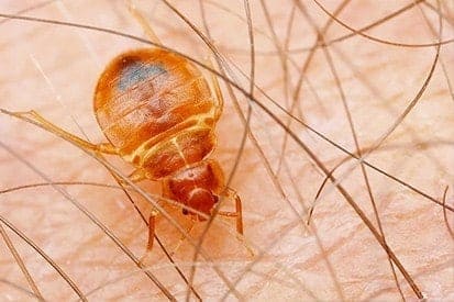 Pest control service Pest control company Termite control service Termite pest control Bed bugs elimination service Bed bugs treatment Bed bugs removal service Cockroach elimination service Disinfection misting service Mosquito fogging service zoom in baby bed bug feasting on hand