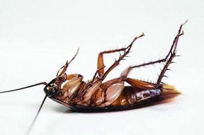 Pest control service Pest control company Termite control service Termite pest control Bed bugs elimination service Bed bugs treatment Bed bugs removal service Cockroach elimination service Disinfection misting service Mosquito fogging serviceDead cockroach after pest control service