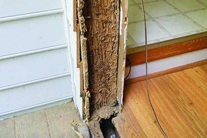 Termite damage on door frame Pest control service Pest control company Termite control service Termite pest control Bed bugs elimination service Bed bugs treatment Bed bugs removal service Cockroach elimination service Disinfection misting service Mosquito fogging service