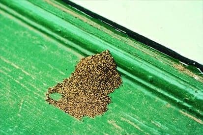 Termite dust when termites consume on wooden planks Pest control service Pest control company Termite control service Termite pest control Bed bugs elimination service Bed bugs treatment Bed bugs removal service Cockroach elimination service Disinfection misting service Mosquito fogging service