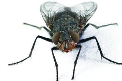 Pest control service Pest control company Termite control service Termite pest control Bed bugs elimination service Bed bugs treatment Bed bugs removal service Cockroach elimination service Disinfection misting service Mosquito fogging service house fly on a white background