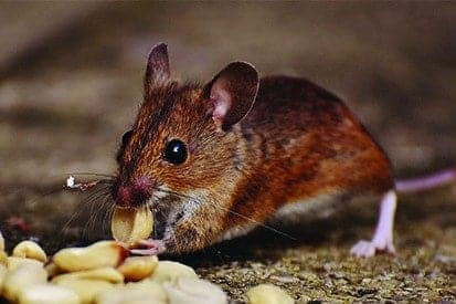 brown rodent feasting on peanust Pest control service Pest control company Termite control service Termite pest control Bed bugs elimination service Bed bugs treatment Bed bugs removal service Cockroach elimination service Disinfection misting service Mosquito fogging service