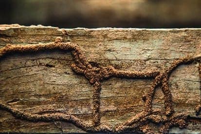 Pest control service Pest control company Termite control service Termite pest control Bed bugs elimination service Bed bugs treatment Bed bugs removal service Cockroach elimination service Disinfection misting service Mosquito fogging service Termite Trails formed during termite infestation on a wooden plank