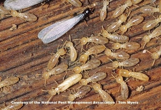 subterranean termites nest in a wooden wood