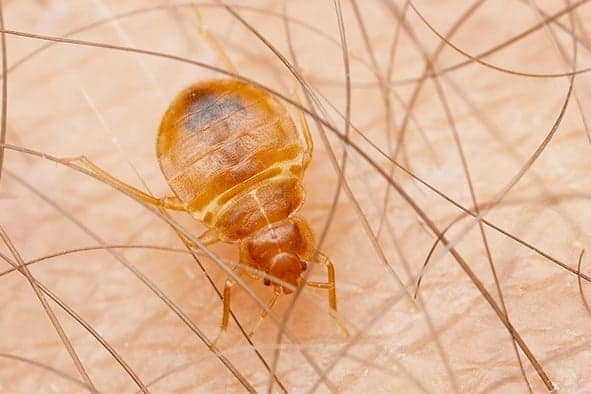 Pest control service Pest control company Termite control service Termite pest control Bed bugs elimination service Bed bugs treatment Bed bugs removal service Cockroach elimination service Disinfection misting service Mosquito fogging service a macro photo of a baby bed bug resting on human flesh