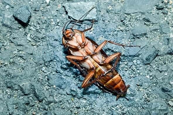 cockco Pest control service Pest control company Termite control service Termite pest control Bed bugs elimination service Bed bugs treatment Bed bugs removal service Cockroach elimination service Disinfection misting service Mosquito fogging service dead cockroach after pest treatment