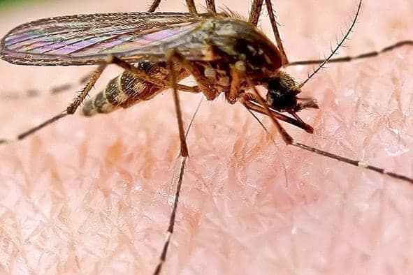 mosquito Pest control service Pest control company Termite control service Termite pest control Bed bugs elimination service Bed bugs treatment Bed bugs removal service Cockroach elimination service Disinfection misting service Mosquito fogging service zoomed in mosquito feasting on a human hand