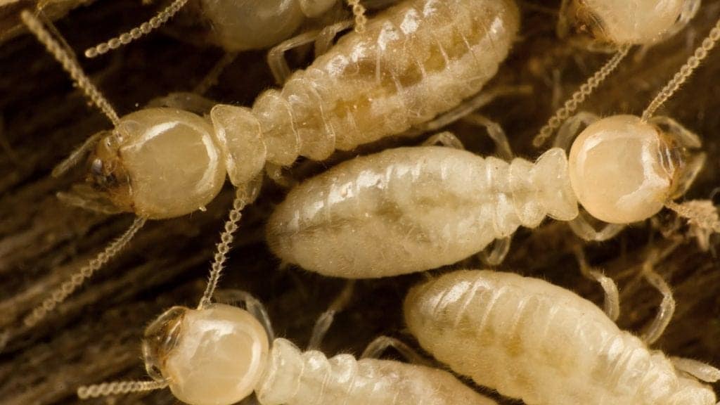 Peronists Insect Tips to prevent Pests - Pied Piper Pest Control